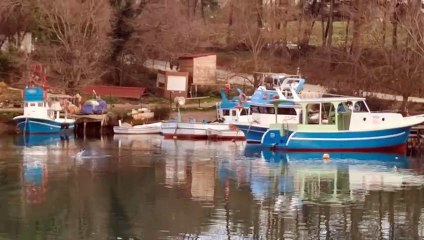 Zıplayan Kefal Balığı: Denizlerin Akrobatı 🐟 - thumbnail