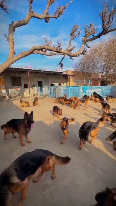 #germansheperd