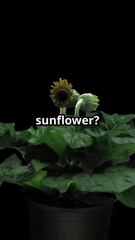 Sunflower Growth Time-Lapse 🌻 | From Seed to Bloom in 80 Days