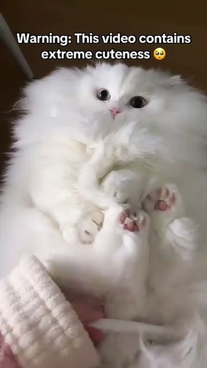 Warning: Extreme cuteness ahead 🥺🐾