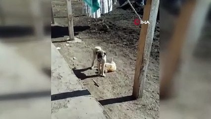 Kars’ta sıcak dostluk: Kedi ile köpeğin samimi anları kamerada