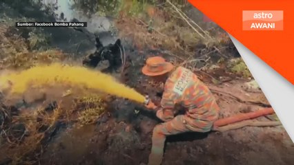 113 hektar hutan, ladang nanas hangus