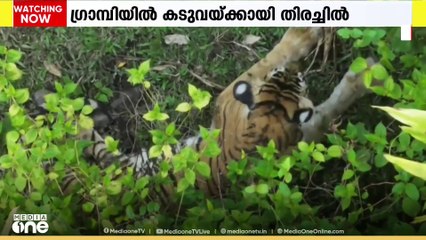 ഗ്രാമ്പിയിൽ ജനവാസ മേഖലയിലിറങ്ങിയ കടുവയെ കണ്ടെത്താനായില്ല