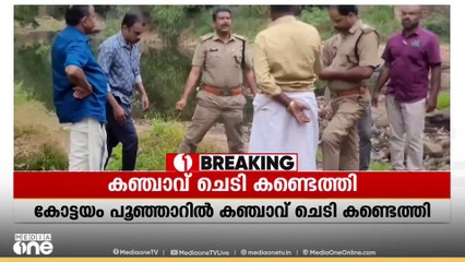 പൂഞ്ഞാറിൽ കഞ്ചാവ് ചെടി കണ്ടെത്തി | Ganja