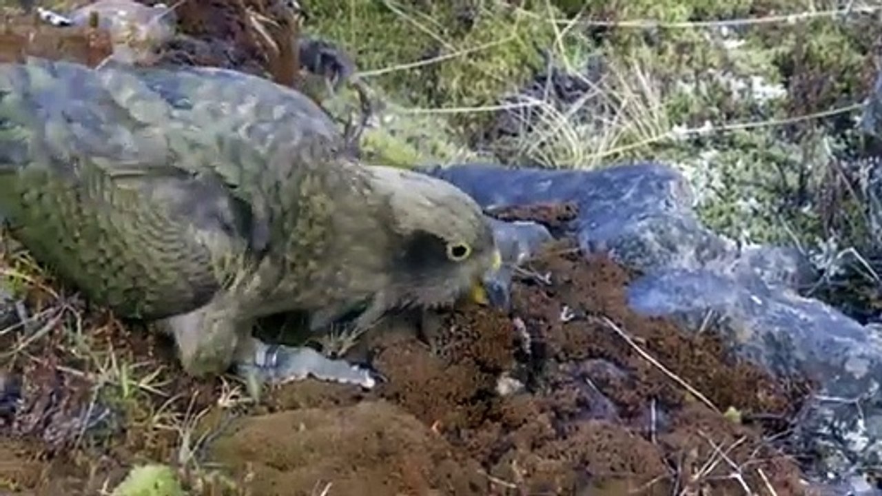 New Zealand Alpine Parrot Smithsonian Channel Dailymotion