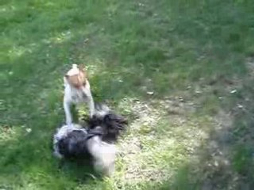 bimbo & bosko