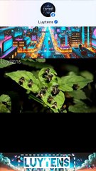 Fakta unik Lalat yg jarang diketahui!