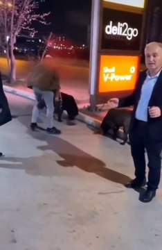 Sokak köpeklerine 'hazır mama' döken 'İtPerestler' kendilerini deşifre etti!