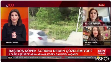 Avukat Aslıhan Ercan’ın ‘köpek terörü’ sözleri sosyal medyayı salladı