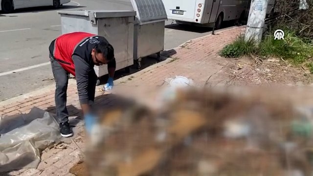Antalya'da kedi ölümleriyle ilgili inceleme başlatıldı