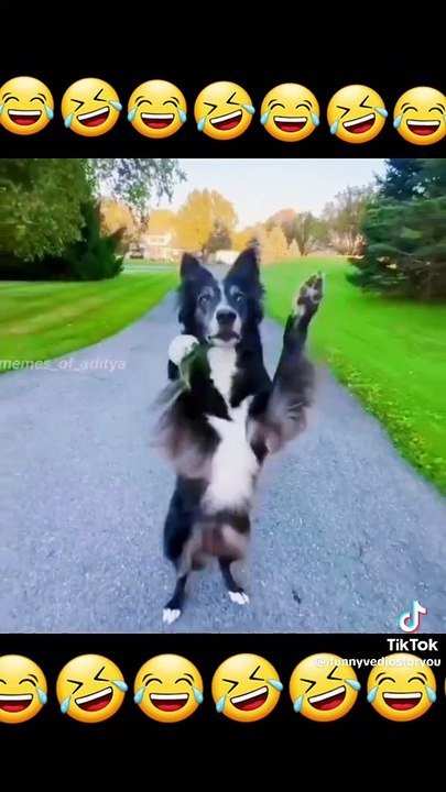 The most funny Dog dance ever :-) - video Dailymotion