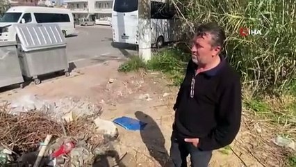 Serik’te çok sayıda ölü kedi bulundu