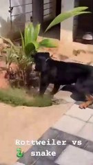 Rottweiler_🐕_vs_cobra_🐍_snake__#rottweiler_#snake_#trending_#shorts_#reels_#vlog_#fight_#dog_#love