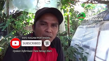 Cara Semai BIJI KURMA Sampai Tumbuh Dengan Mudah