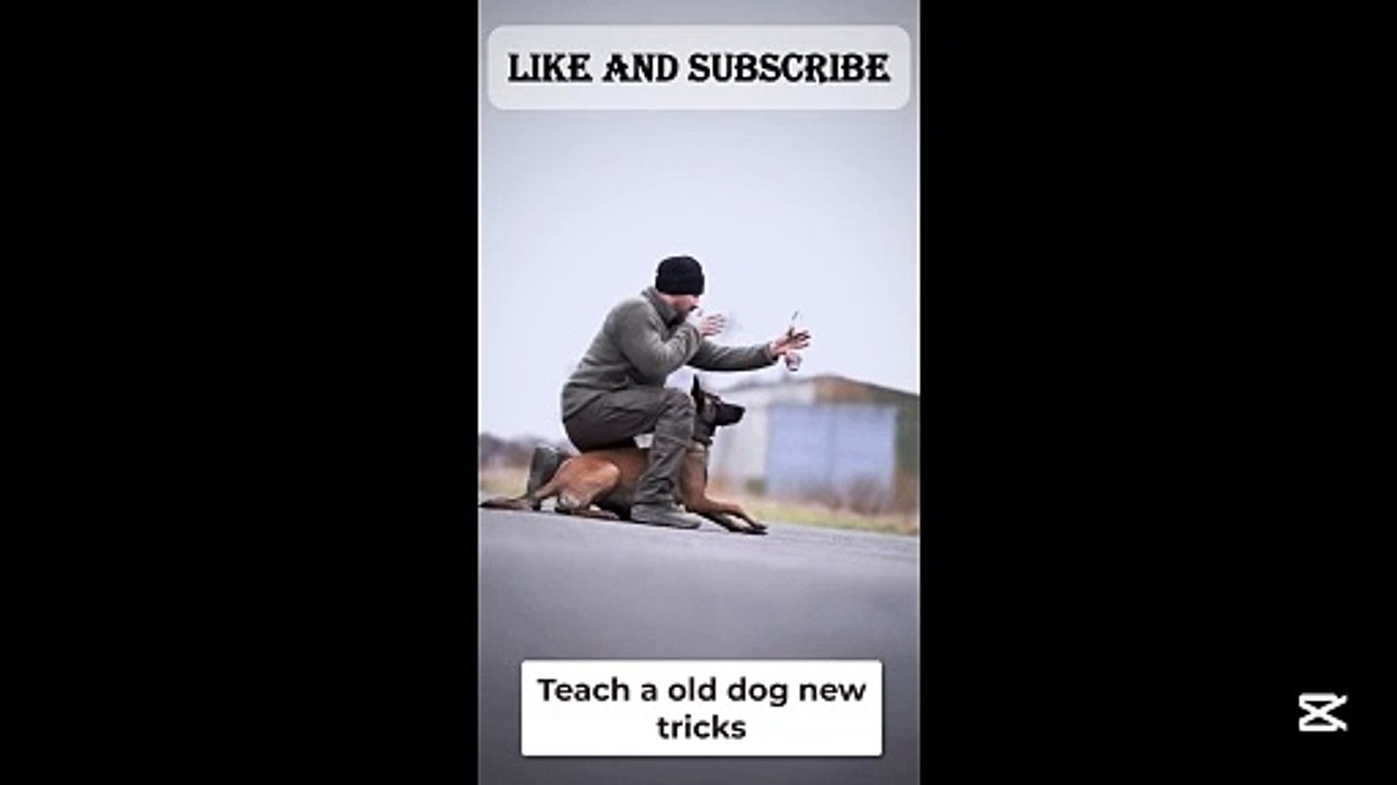 dog training video 2025