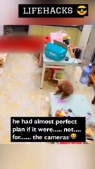 #smear #dogs #friends #doglife #slander #prankwar #sn2sg #dogfriend #sunnight #pettips #sunnightmusic #myfavoritelie #sunnightpop #funnysituation #defile #badblood #gonewrong #malign #mypets #animallover #camera