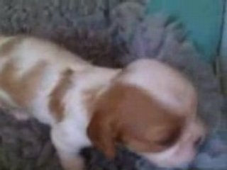 The wee one - Puppies 5th May
