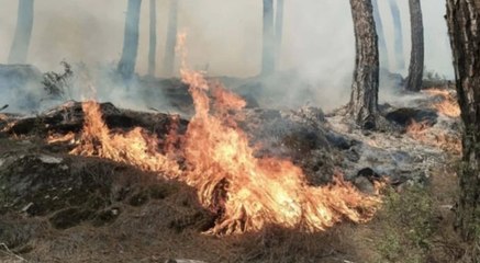 Aydın'da çıkan orman yangını kontrol altına alındı