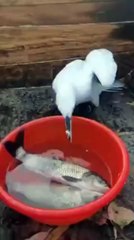 Ce cormoran est un gros gourmand...