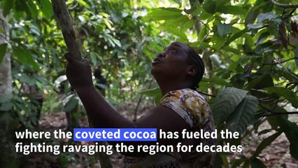 Armed groups covet cocoa in conflict-torn east DR Congo