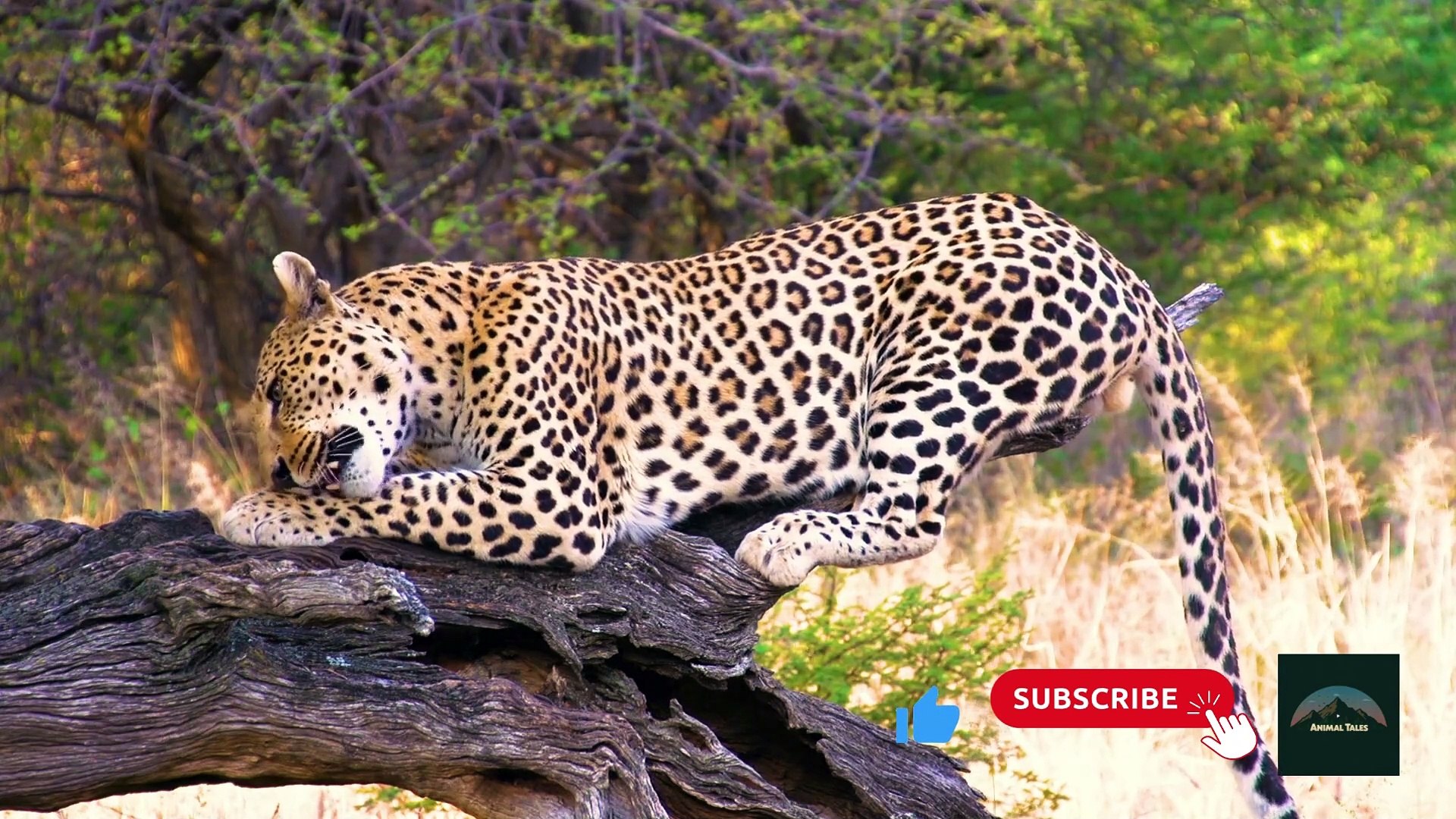 ⁣The Secret Life of Leopards | Nature's Stealthy Predators