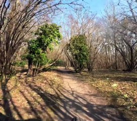 Forêt de Fausses Reposes Ville-d'Avray