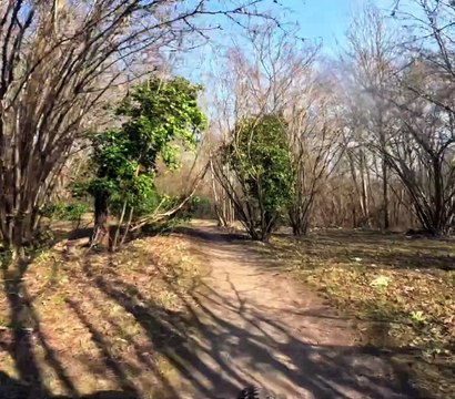 Forêt de Fausses Reposes Ville-d'Avray