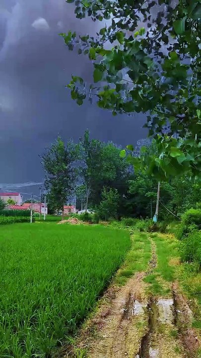 Beautiful nature status🥀|| Nature trending shorts🥀|| #shorts #nature #adventure #flowers #travel