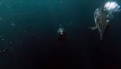 Dolphins in Deep waters