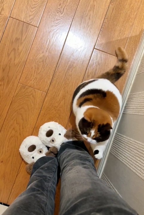 ​Cute animals | funniest pets | cute dogs funny cats | cat | dog | pet |😂❤️😼