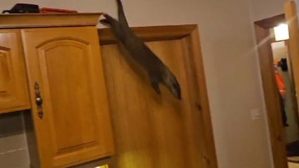 Moment a hungry otter ransacked a family's kitchen