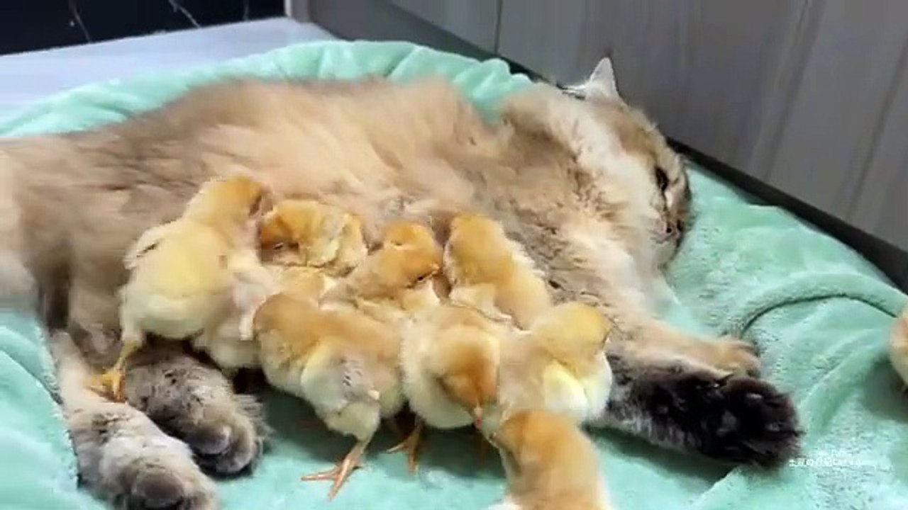 Hen suspeccts the kitten stole