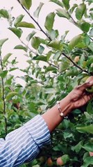 CUTEST COUPLE Ever Picking Apples Together #apple #appletree #cuple #cuplevideo