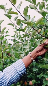 CUTEST COUPLE Ever Picking Apples Together #apple #appletree #cuple #cuplevideo