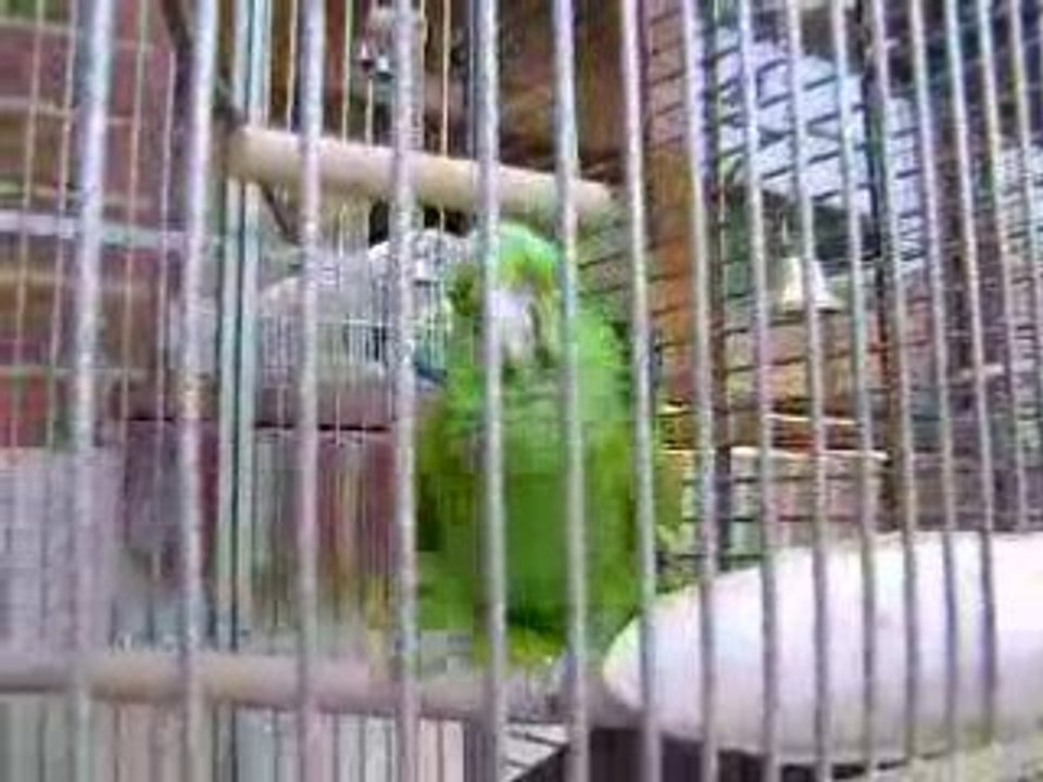 Pipo qui rit et qui pleure