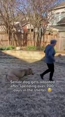 Un corazón generoso abrió sus puertas a la vejez canina: una mujer adoptó a un perro anciano tras más de 700 días de espera en un refugio