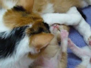Lilly Rush et ses chatons 13 jours