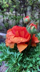Orange Rose with tulip