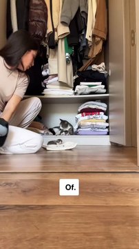 Yavruları ile beraber bir aileye sığınan anne kediye hep beraber kucak açan ev ahalisi 😊