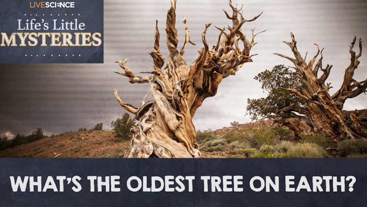 What's The Oldest Tree On Earth? - video Dailymotion