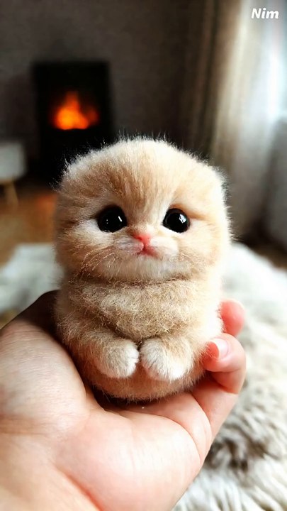Cute little Cat