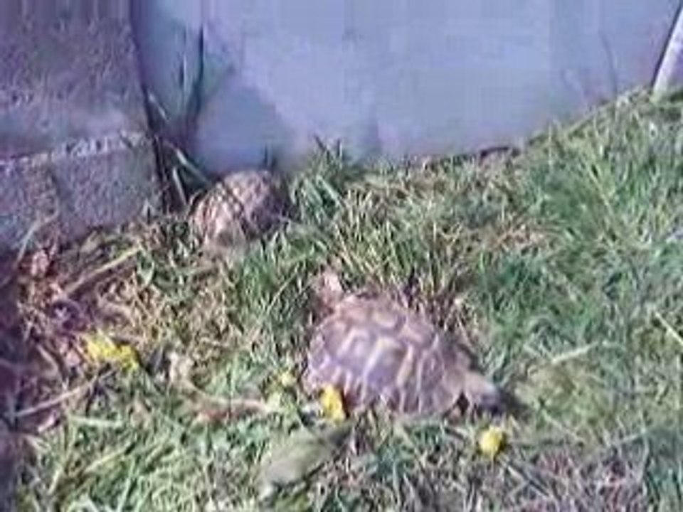 mes tortues