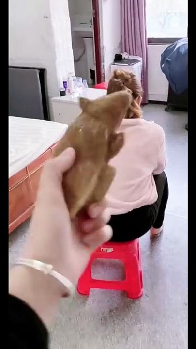 Funny grils fun video