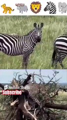 animal's of Savannah Africa shorts895