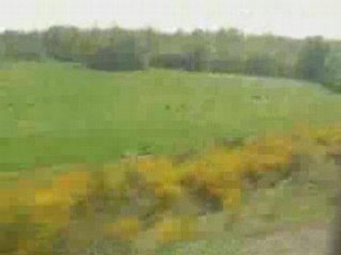 Les genêts étaient en fleur