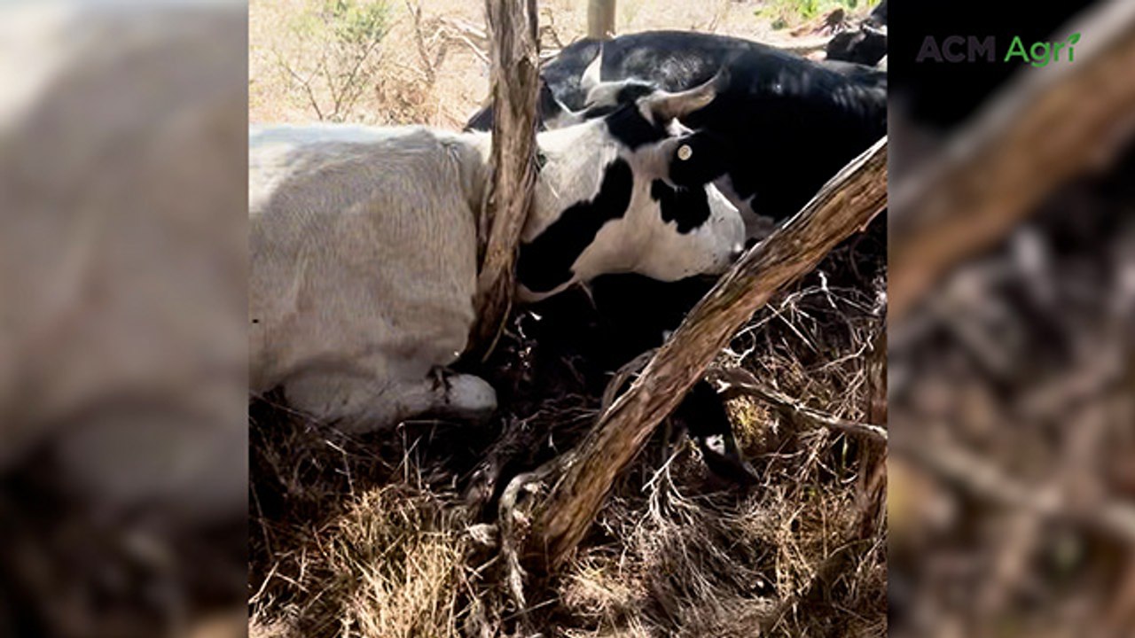Video shows 14 dead cattle dumped on roadside verge in Victoria's east