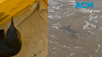 Injured little penguin gets new lease on life after surgery