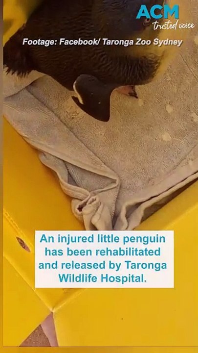 Injured little penguin gets new lease on life after surgery