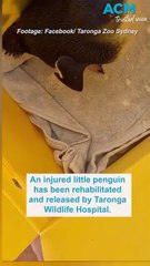 Injured little penguin gets new lease on life after surgery