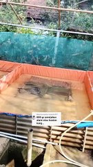 Teknik pemijahan lele itu ada 3 dan yang menentukan pilihan itu kalian, bukan rekomendasi